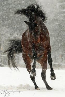 equestrian-vibes:  Untitled na We Heart It.