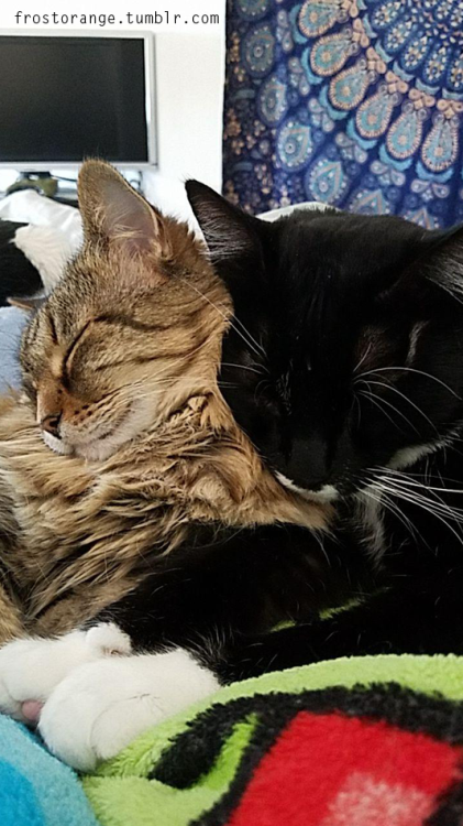 Marie and Winston having a small catnap and cuddle.