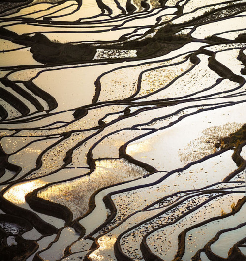 boudhabar: Yuanyang rice terrace, Yunnan, China