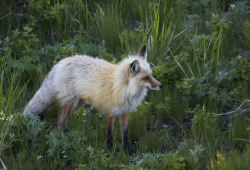 funkysafari:  Wyoming Red Fox by Gregory “Slobirdr” Smith   