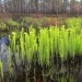 wyldeplantlife:Sarracenia flavaFrancis Marion State Park 
