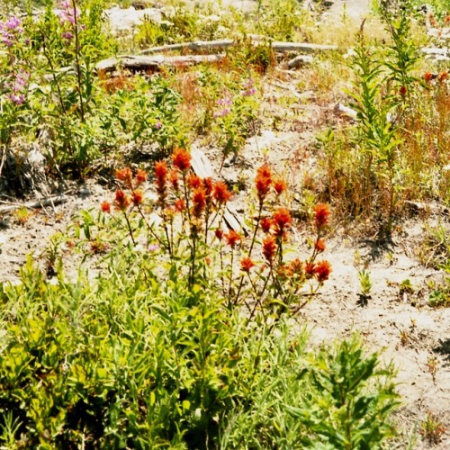 August in the Blast Zone, Mt. St. Helens National Volcanic Monument, Washington, 2000.Shots were tak