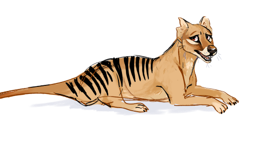 nuclearlemons:  more thylacine practice