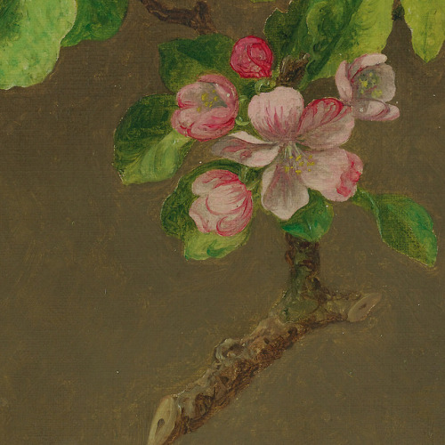 inividia:Apple Blossoms, 1880. Martin Johnson Heade