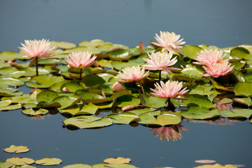 Porn photo nybg:  The hottest time of year is made a