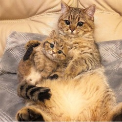 dawwwwfactory:  Mom with baby Click here