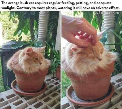 disgustingplants:cricketcat9:Perfect for dry landscaping Truly an A++ specimen if I do say so m