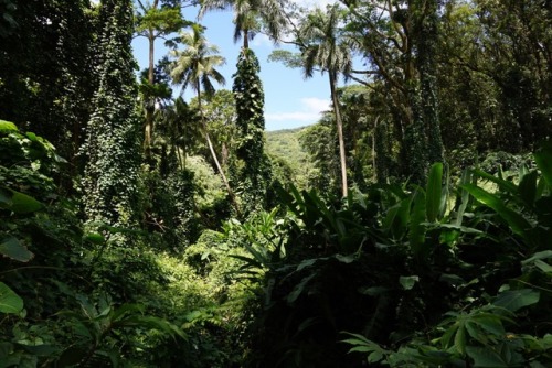 northern-nomad: Taken on the short 1.6 mile trail up to Manoa Falls. This waterfall is 150 feet tall