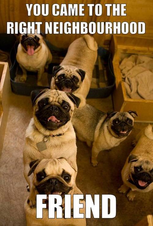 clinicallydepressedpug:   
