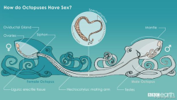 squidscientistas:  How octopuses mate, from BBCEarth