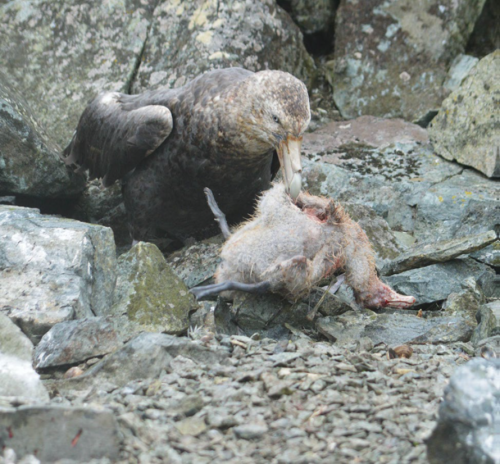 Southern giant petrels (Macronectes giganteus) can be cannibalist, according to new findings. These 