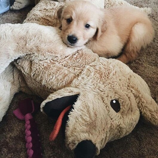 mednerdalert:  by puppytrip