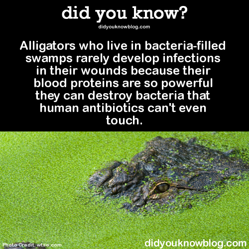 did-you-kno:  Alligators who live in bacteria-filled swamps rarely develop infections