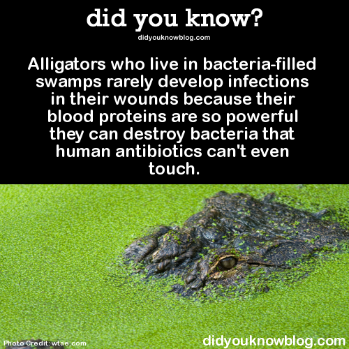 did-you-kno:  Alligators who live in bacteria-filled swamps rarely develop infections in their wounds because their blood proteins are so powerful they can destroy bacteria that human antibiotics can’t even touch. Source 