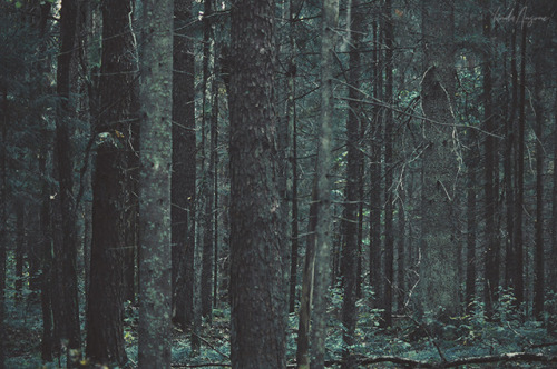 lindagoesmushrooming:Dark woods of Kubesele. Latvia.