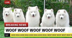 babyanimalgifs:  the only news we wanna see.