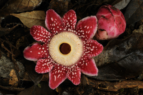 libutron:Sapria poilanei - a rare parasitic plantAs the other species in Rafflesiaceae Family, Sapri