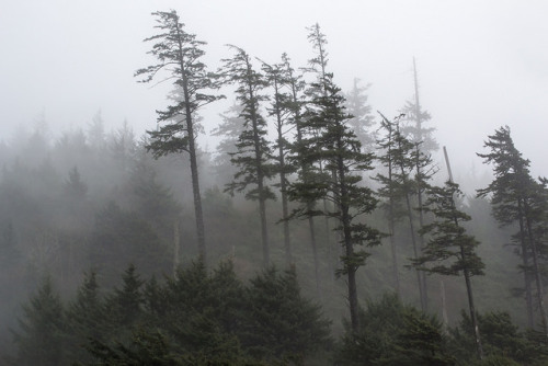 Ecola State Park by llpick2010 on Flickr.