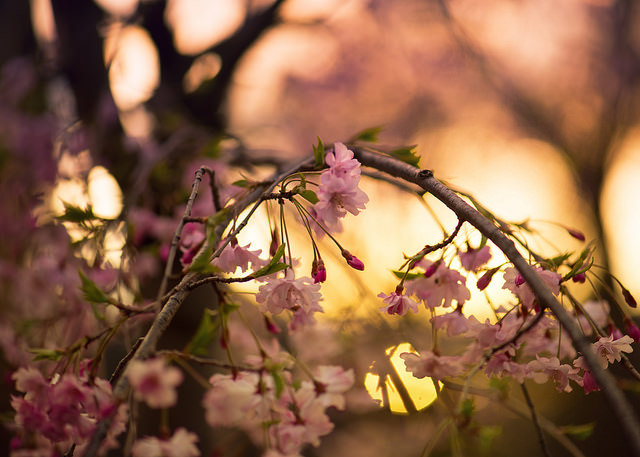 owls-n-elderberries:  overwrought pink cherry sunset by amy buxton on Flickr.