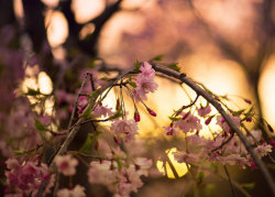 Owls-N-Elderberries:  Overwrought Pink Cherry Sunset By Amy Buxton On Flickr.