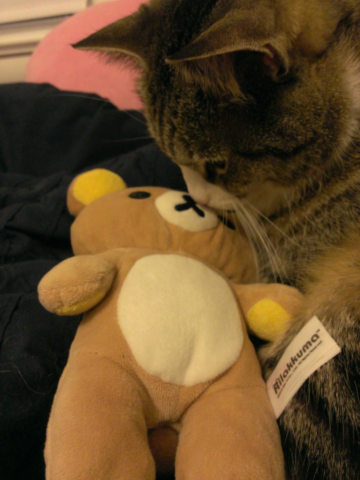 yamimarik:  my cat also does not like bears