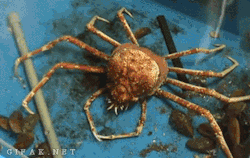 amarachiu:  educational-gifs:  A spider crab