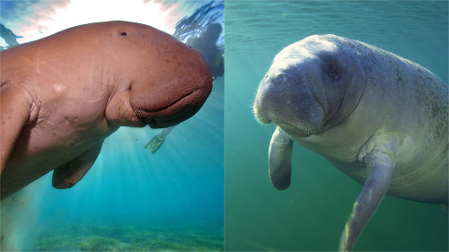 clickholeofficial:How Much Do You Give A Fuck About The Difference Between Dugongs And Manatees?Dugongs and manatees are