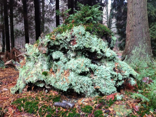 lelespeaks:I took this beautiful photo of this lichen covered rock for our SICK WOODS blog today.. B