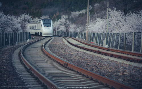 mingsonjia: “The Train Bound for Spring” -  One morning in March, the bullet train “Harmony” is on the way of blossoms near Juyong Pass, Beijing. Photography by Jambo Huang  