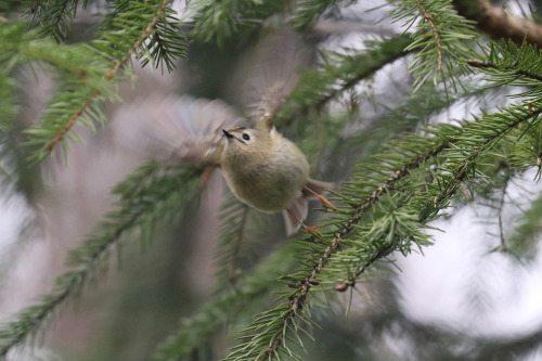 michaelnordeman:Goldcrest/kungsfågel. 