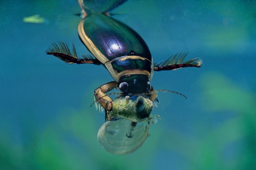 Dytiscidae, Diving Beetles