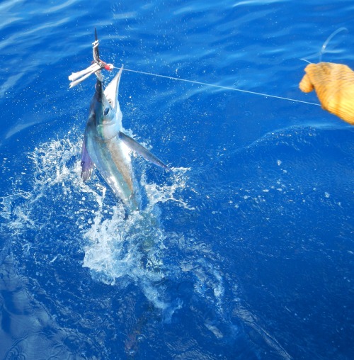 Marlin blanc pris sur Justmad au Maroc