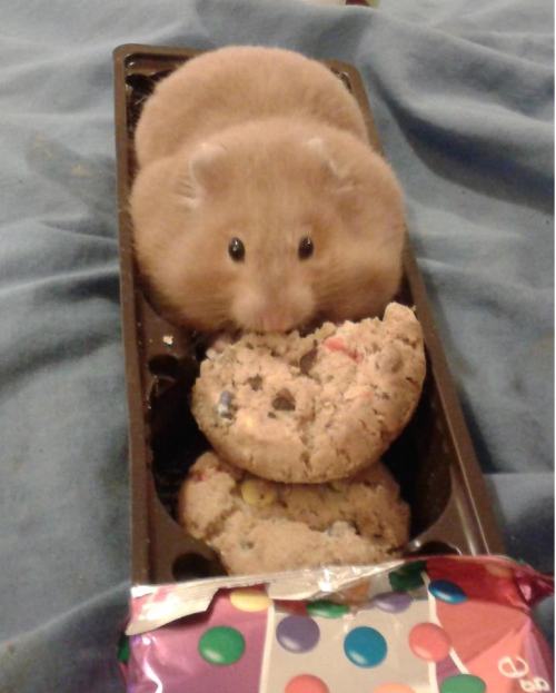 pleatedjeans: 21 Overweight Animals That Definitely Need to Go on a Diet The best