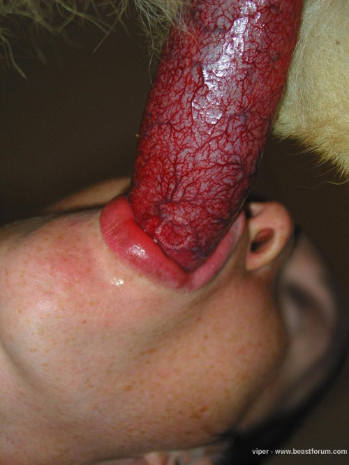 Girl sucks dog cock