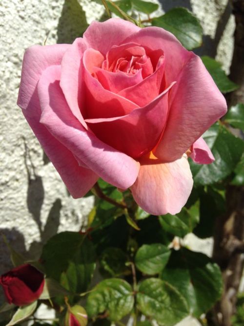 Shade Loving Flowers