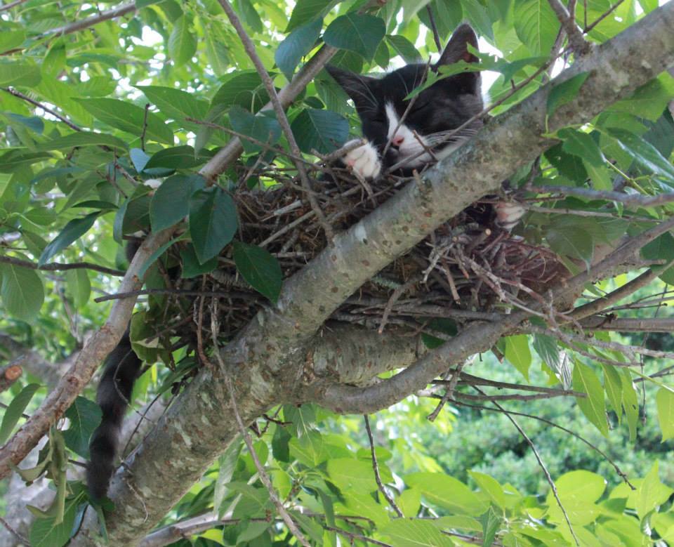 drarryonmywaywardson:  SO I SAW ONE OF MY KITTENS CLIMBING A TREE TODAY AND SORT