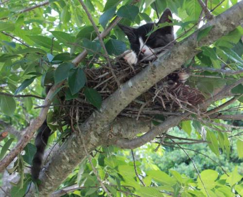 tekaihau: bonepartiste: drarryonmywaywardson: SO I SAW ONE OF MY KITTENS CLIMBING A TREE TODAY AND S