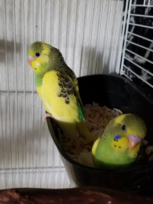 They both ate a lot of pellet powder today, and they both regularly pop out to sit on the edge of th