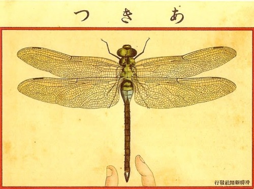 Japanese postcard, Dragonfly, 1908. Unknown artist. Color lithography with ink. 