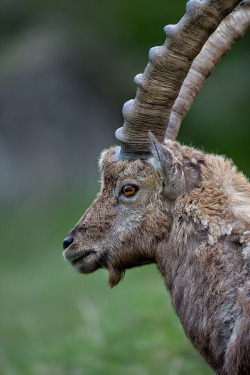 beautiful-wildlife:  Ibex Profile by Enrico