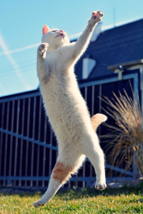 mel-cat:  Jumper ( via David Charouz )