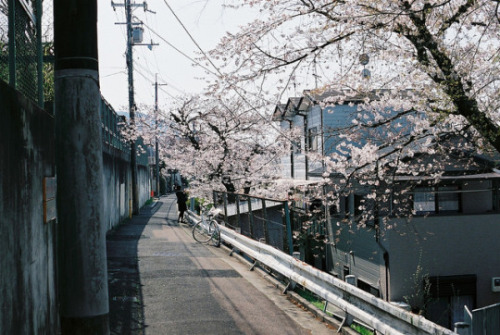 fuckyeahjapanandkorea:  上賀茂 by zyu10