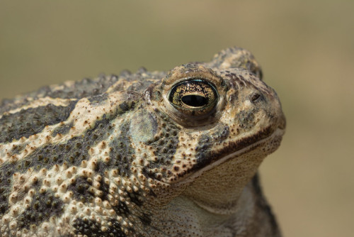 toadschooled:Round of body and pure of heart, the Great Plains toad [Anaxyrus cognatus] is an excell