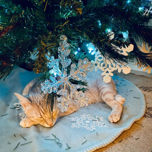 catmas