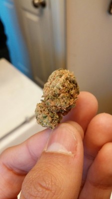 Almighty Nug 