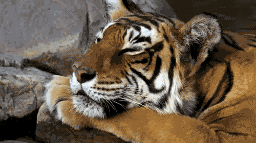 pookie-bear17:  if you like Tigers we have something in common 