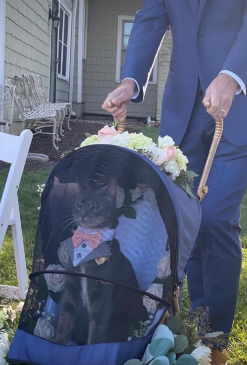 justcatposts:  The Ring Bearer understood his mission (Source)