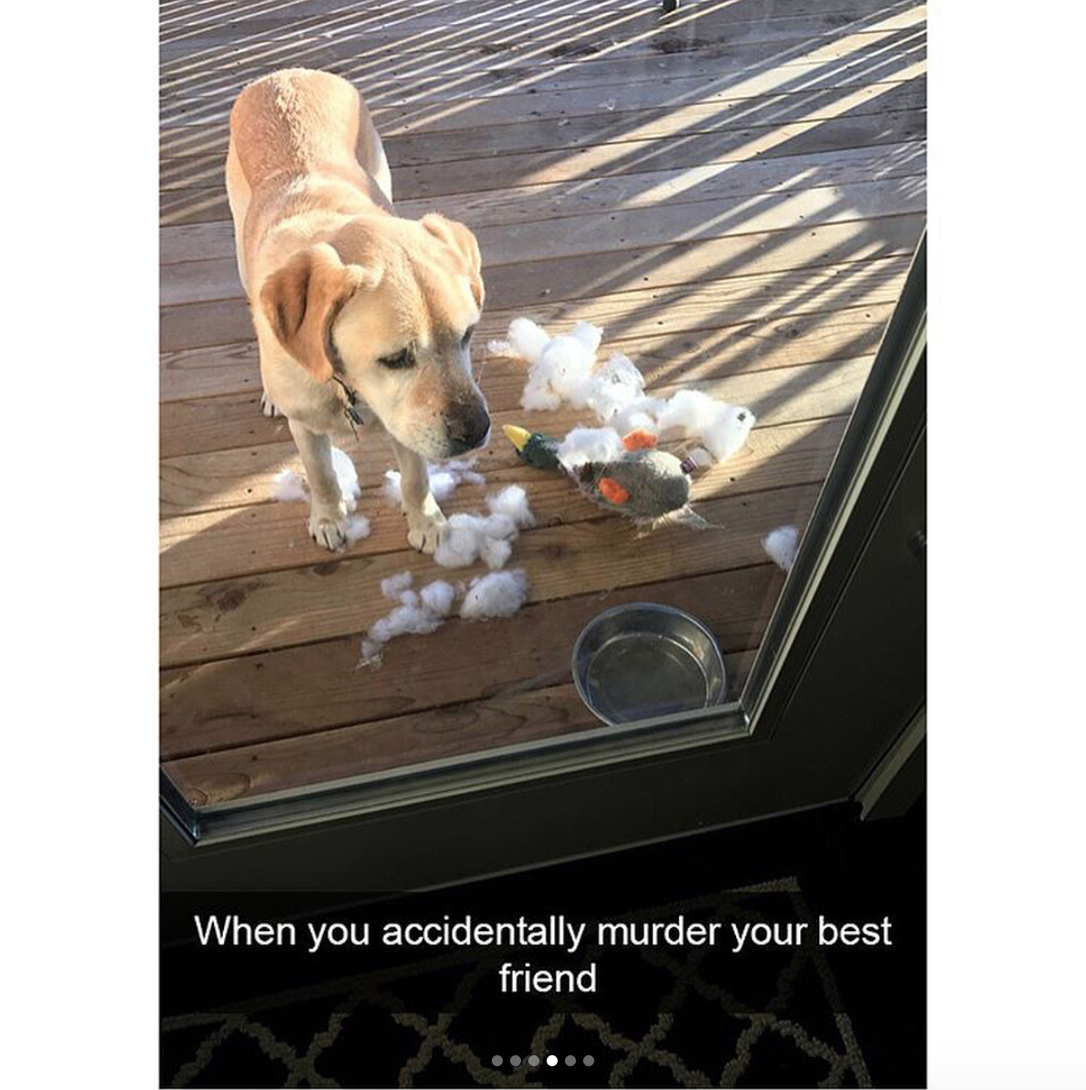 babyanimalgifs: Animal snaps x3 &lt;3