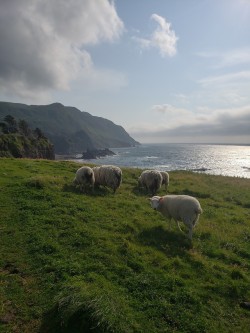 amazinglybeautifulphotography:  [OC] Welcome to Green Gardens Newfoundland! Say hi to my new wild sheep friends. (4032x3024) - bitruns