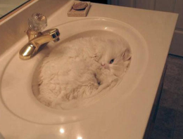 demonickitsune:sixpenceee:Just a sink, nothing more.when i saw the cat’s eyes i swear i almost jumpe